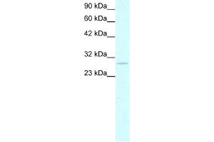 Prohibitin antibody used at 1-2 ug/ml to detect target protein.