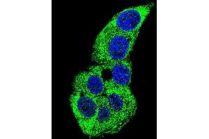 Confocal immunofluorescent analysis of ACTG1 Antibody (Center) (ABIN390439 and ABIN2840819) with HepG2 cell followed by Alexa Fluor 488-conjugated goat anti-rabbit lgG (green). (Actin, gamma 1 anticorps  (AA 188-215))