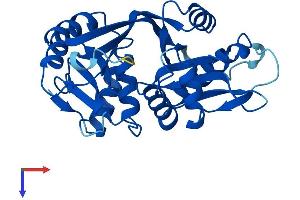 Glycine-N-Acyltransferase-Like 3 (GLYATL3) (AA 1-288) protein (His tag)