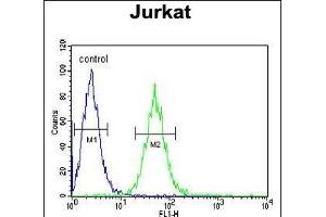 BCKDHA Antibody (C-term) (ABIN390811 and ABIN2841048) flow cytometric analysis of Jurkat cells (right histogram) compared to a negative control cell (left histogram). (BCKDHA anticorps  (C-Term))