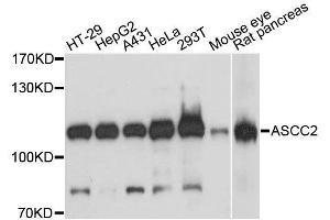 Western blot analysis of extracts of various cell lines, using ASCC2 antibody. (ASCC2 anticorps  (AA 488-757))