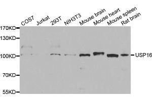 Western blot analysis of extracts of various cell lines, using USP16 antibody (ABIN5973472) at 1/1000 dilution. (USP16 anticorps)
