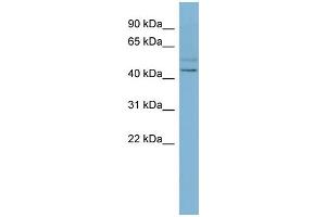 WB Suggested Anti-SLC46A1 Antibody Titration:  0.