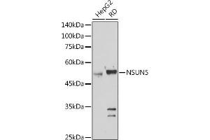 Western blot analysis of extracts of various cell lines, using NSUN5 antibody (ABIN7268955) at 1:1000 dilution. (NSUN5 anticorps  (AA 277-466))