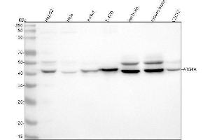 Western blot analysis of Atg4A using anti-Atg4A antibody (ABIN7602947).