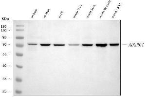 Western blot analysis of Adgrg1 using anti-Adgrg1 antibody (ABIN7601979). (Adhesion G Protein-Coupled Receptor G1 (ADGRG1) (AA 53-554) anticorps)