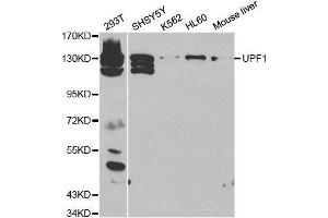Western blot analysis of extracts of various cell lines, using UPF1 antibody. (RENT1/UPF1 anticorps  (AA 270-370))