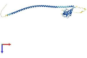 AlphaFold protein structure predicition of Human Recombinant FCER2 Protein, UniprotID P06734