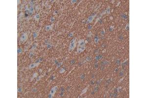 IHC-P analysis of brain tissue, with DAB staining. (GHRH anticorps  (AA 19-108))