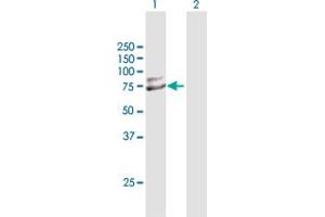 Western Blot analysis of TRIM25 expression in transfected 293T cell line by TRIM25 MaxPab polyclonal antibody. (TRIM25 anticorps  (AA 1-630))
