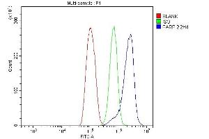 Flow Cytometry analysis of THP-1 cells using anti-PARP antibody (ABIN7602278). (PARP1 anticorps  (AA 670-858))