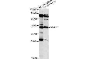 Western blot analysis of extracts of various cell lines, using NME7 antibody (ABIN6293928) at 1:1000 dilution. (NME7 anticorps)