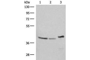 Western blot analysis of SKOV3 Hela and HepG2 cell lysates using ERAL1 Polyclonal Antibody at dilution of 1:500 (ERAL1 anticorps)