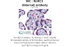Image no. 2 for anti-NLR Family, CARD Domain Containing 3 (NLRC3) (Internal Region) antibody (ABIN1737382) (NLRC3 anticorps  (Internal Region))