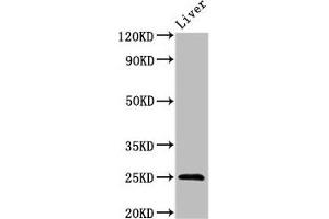 Western Blot Positive WB detected in: Mouse liver tissue All lanes: FGF17 antibody at 3 μg/mL Secondary Goat polyclonal to rabbit IgG at 1/50000 dilution Predicted band size: 25, 24 kDa Observed band size: 25 kDa (FGF17 anticorps  (AA 23-216))
