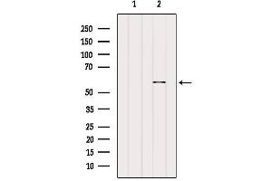 Western blot analysis of extracts from Pc12, using KCNS1 Antibody. (KCNS1 anticorps  (C-Term))