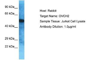 Host: Rabbit Target Name: OVCH2 Sample Type: Jurkat Whole Cell lysates Antibody Dilution: 1. (OVCH2 anticorps  (C-Term))