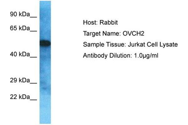 OVCH2 anticorps  (C-Term)