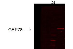 Western Blot analysis of Human recombinant cell lysate showing detection of GRP78 protein using Mouse Anti-GRP78 Monoclonal Antibody, Clone 6H4. (GRP78 anticorps  (Atto 390))