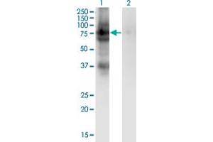 Western Blot analysis of PDIA4 expression in transfected 293T cell line by PDIA4 monoclonal antibody (M02), clone 2H3. (PDIA4 anticorps  (AA 355-464))