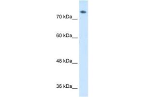 Western Blotting (WB) image for anti-Amiloride Binding Protein 1 (Amine Oxidase (Copper-Containing)) (ABP1) antibody (ABIN2462499) (DAO anticorps)