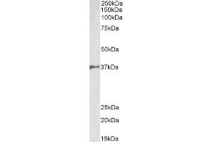 ABIN5539767 (2µg/ml) staining of Pig Bone Marrow lysate (35µg protein in RIPA buffer). (BMI1 anticorps  (AA 237-251))