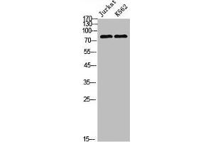 Western Blot analysis of Jurkat K562 cells using POLR3E Polyclonal Antibody (POLR3E anticorps  (Internal Region))