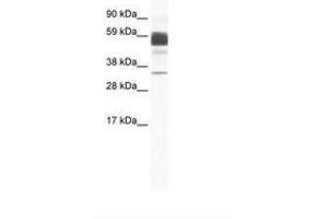 Image no. 1 for anti-Claudin 16 (CLDN16) (C-Term) antibody (ABIN202207) (Claudin 16 anticorps  (C-Term))