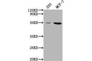 Western Blot Positive WB detected in: 293 whole cell lysate, MCF-7 whole cell lysate All lanes: ATF4 antibody at 1:2000 Secondary Goat polyclonal to rabbit IgG at 1/50000 dilution Predicted band size: 39 kDa Observed band size: 50 kDa
