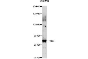 Western blot analysis of extracts of U-87MG cells, using PIGZ antibody (ABIN6292530) at 1:3000 dilution. (PIGZ anticorps)
