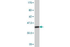 Western Blot detection against Immunogen (36.