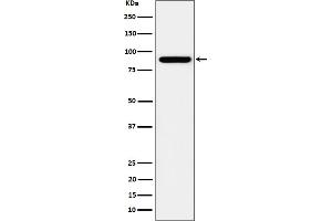 anti-Hook Homolog 2 (HOOK2) antibody