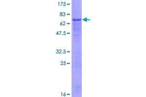 Image no. 1 for Vanin 2 (VNN2) (AA 1-467) protein (GST tag) (ABIN1325030)