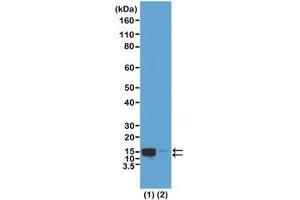 Western blot test of acid extracts of HeLa cells treated (1) or non-treated (2) with Nocodazole, using recombinant phospho-Histone H2A/H4 antibody at 0.