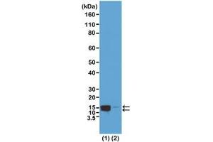 Western blot test of acid extracts of HeLa cells treated (1) or non-treated (2) with Nocodazole, using recombinant phospho-Histone H2A/H4 antibody at 0. (Recombinant Histone H2A, H4 (pSer1) anticorps)