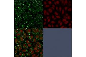 Immunofluorescent staining of paraformaldehyde-fixed HeLa cells with CD55 Mouse Monoclonal Antibody (F4-29D9) followed by goat anti-Mouse IgG-CF488 (Green).