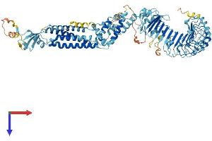 AlphaFold protein structure predicition of Human Recombinant LRRC8B Protein, UniprotID Q6P9F7