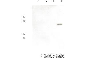 Western blot analysis Recombinant human KIR2DL1, KIR2DL3, KIR2DL4 and KIR2DS4 (each 100 ng) were resolved by SDS-PAGE, transferred to PVDF membrane and probed with anti-human KIR2DS4 antibody (1:1000). (KIR2DS4 anticorps)