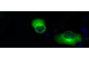 Image no. 3 for anti-Amyloid beta (A4) Precursor Protein (APP) antibody (ABIN1496878) (APP anticorps)
