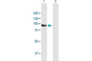 Western Blot analysis of PCDHGA11 expression in transfected 293T cell line by PCDHGA11 MaxPab polyclonal antibody. (PCDHgA11 anticorps  (AA 1-837))