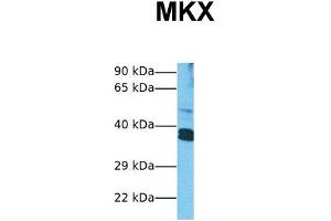 Host:  Rabbit  Target Name:  MKX  Sample Tissue:  Human HepG2  Antibody Dilution:  1.