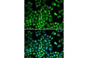 Immunofluorescence analysis of A549 cells using HAX1 antibody. (HAX1 anticorps  (AA 1-279))