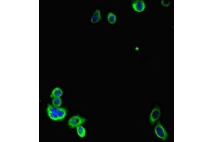 Immunofluorescent analysis of HepG2 cells using ABIN7153916 at dilution of 1:100 and Alexa Fluor 488-congugated AffiniPure Goat Anti-Rabbit IgG(H+L)