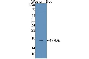Detection of Recombinant NCR3, Rat using Polyclonal Antibody to Natural Cytotoxicity Triggering Receptor 3 (NCR3) (NCR3 anticorps  (AA 21-147))