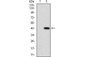 Western blot analysis using BMP2 mAb against HEK293 (1) and BMP2 (AA: 283-396)-hIgGFc transfected HEK293 (2) cell lysate.