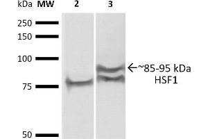 Western Blot analysis of Human A431 and HEK293 cell lysates showing detection of ~85 and 95 kDa HSF1 protein using Rat Anti-HSF1 Monoclonal Antibody, Clone 4B4 .