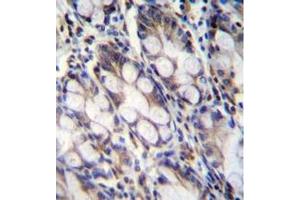 Immunohistochemistry analysis in formalin fixed and paraffin embedded human rectum tissue reacted with FNDC7 Antibody (C-term) followed by peroxidase conjugation of the secondary antibody and DAB staining. (FNDC7 anticorps  (C-Term))