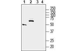 Western blot analysis of rat small intestine (lanes 1 and 3) and brain (lanes 2 and 4) lysates: - 1,2.