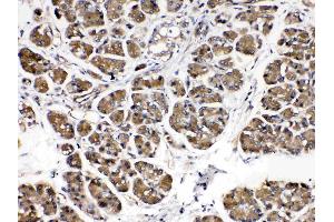 IHC analysis of Alpha Amylase 1 using anti- Alpha Amylase 1 antibody . (AMY1A anticorps  (N-Term))