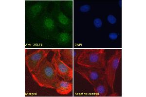 ABIN570846 mmunofluorescence analysis of paraformaldehyde fixed U2OS cells, permeabilized with 0. (ZGLP1 anticorps  (Internal Region))